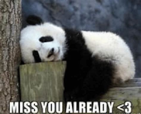 missing you meme|miss you already memes.